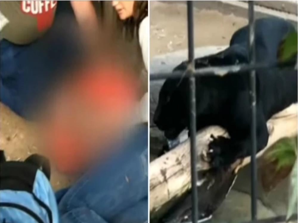 Devojka ušla u kavez kod jaguara da se slika, krv je počela da ŠIKLJA NA SVE STRANE! (VIDEO)