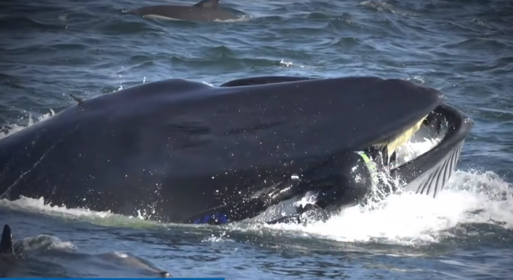 Nezapamćen slučaj! Kit progutao ronioca, njegova devojka u panici gledala iz čamca kako nestaje pod vodom! (FOTO, VIDEO)