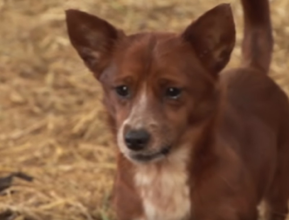 Psić odvojen od mame koja ga je usvojila! Plače kao čovek (VIDEO)
