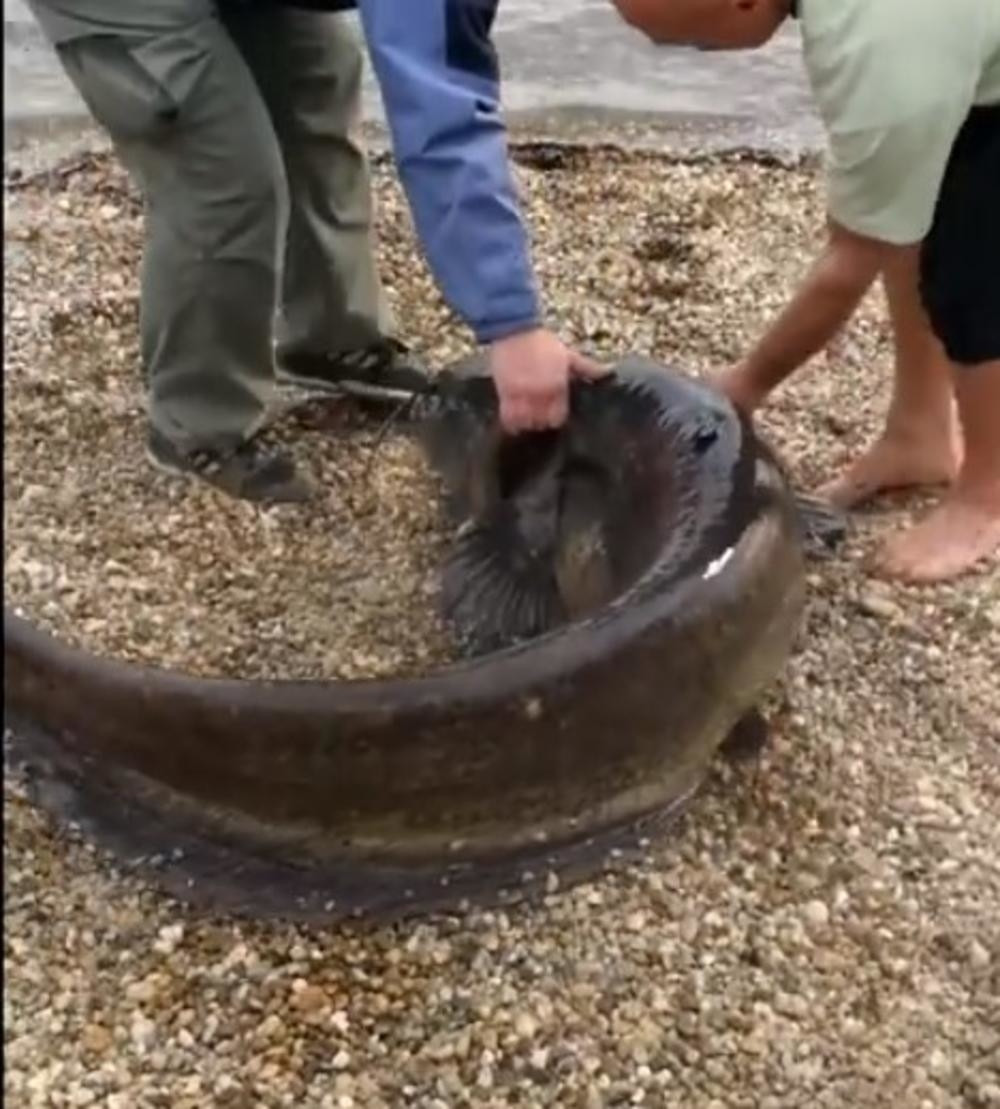 Beograđanin upecao neman od dva metra! Evo kada mogu da budu opasni za kupače (VIDEO)