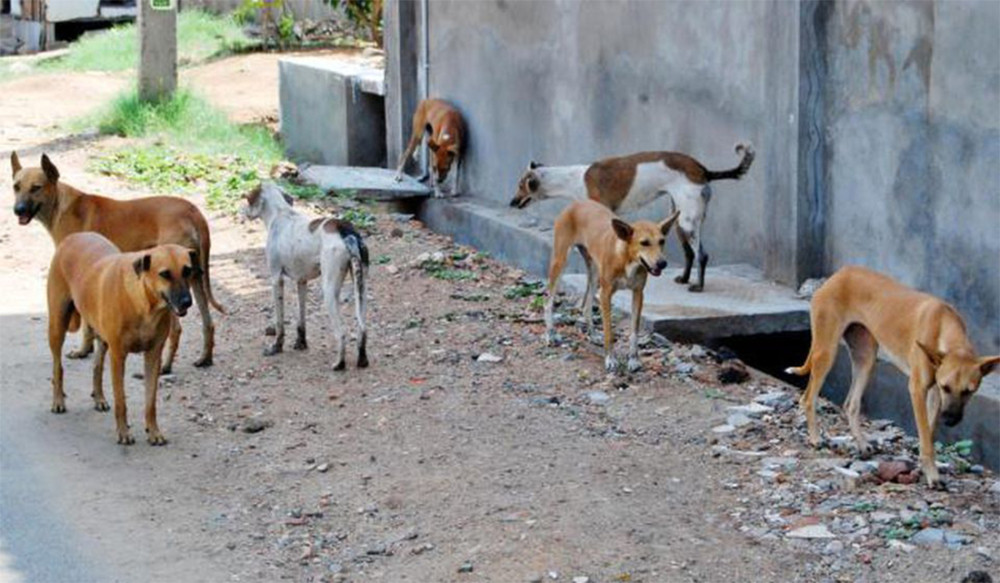 U stanu  pronađena 164 izgladnela I zanemarena psa (VIDEO)
