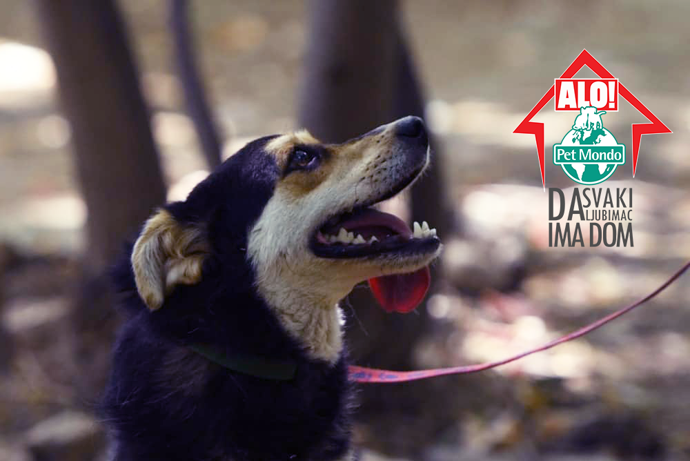 Mrvici su vlasnici slomili srce, a onda se dogodilo čudo! Njena priča vratiće vam osmeh na lice!