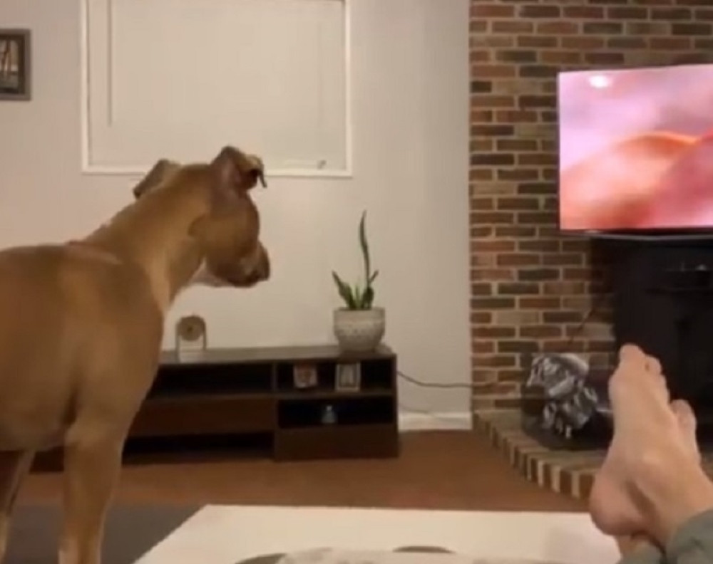 Pogledajte psa koji CVILI I PLAČE dok gleda najtužniji deo "Kralja lavova"