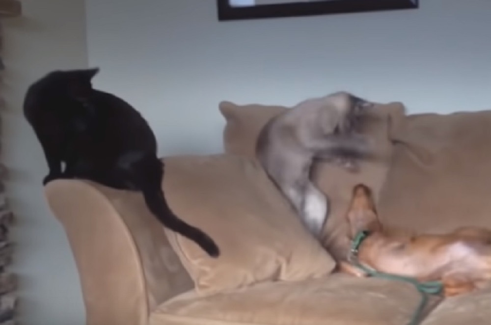 Nestašne mace će vam definitivno popraviti dan! (VIDEO)