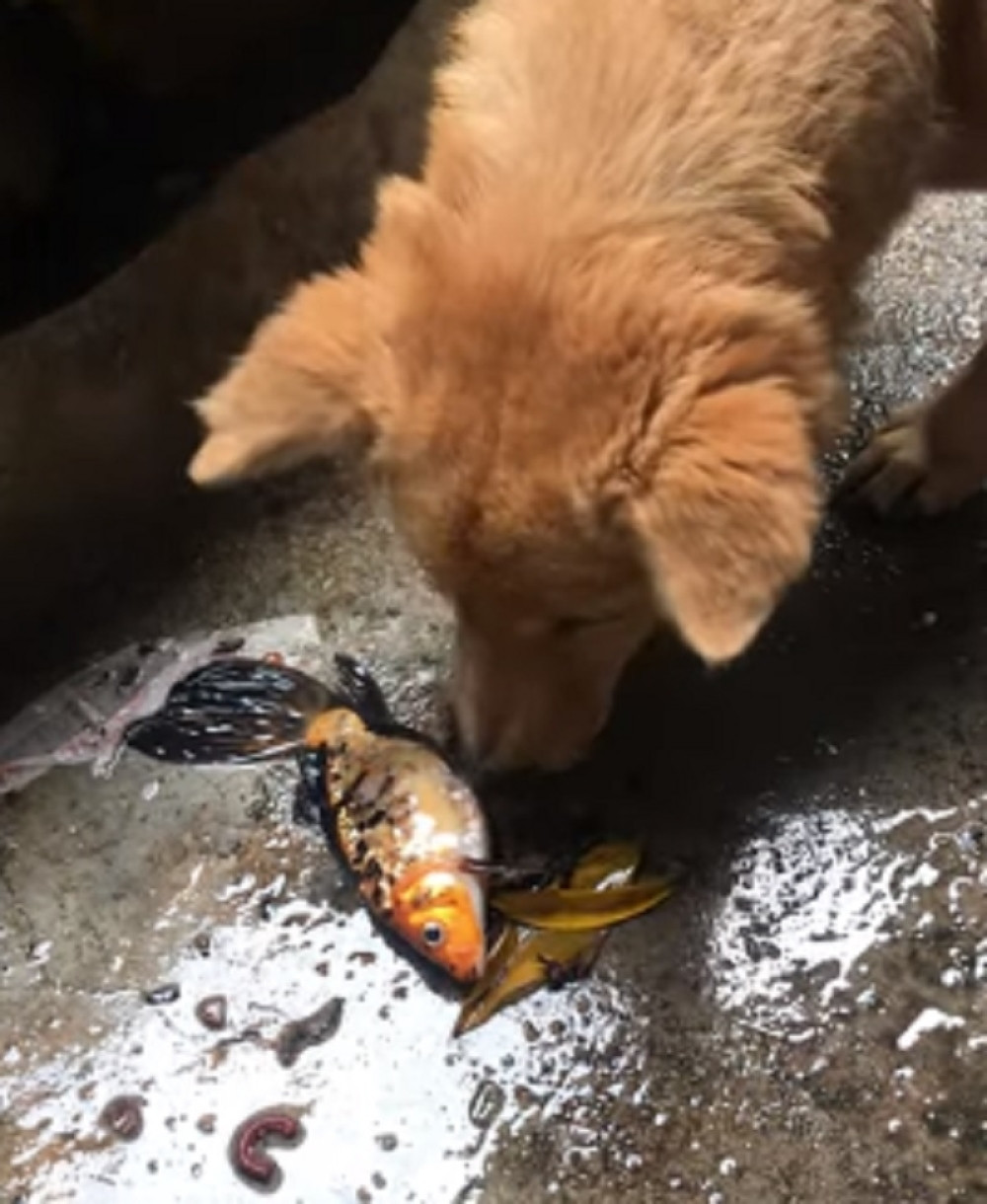 Pas pokušava da spasi ribicu koja se zatekla na suvom! (VIDEO)