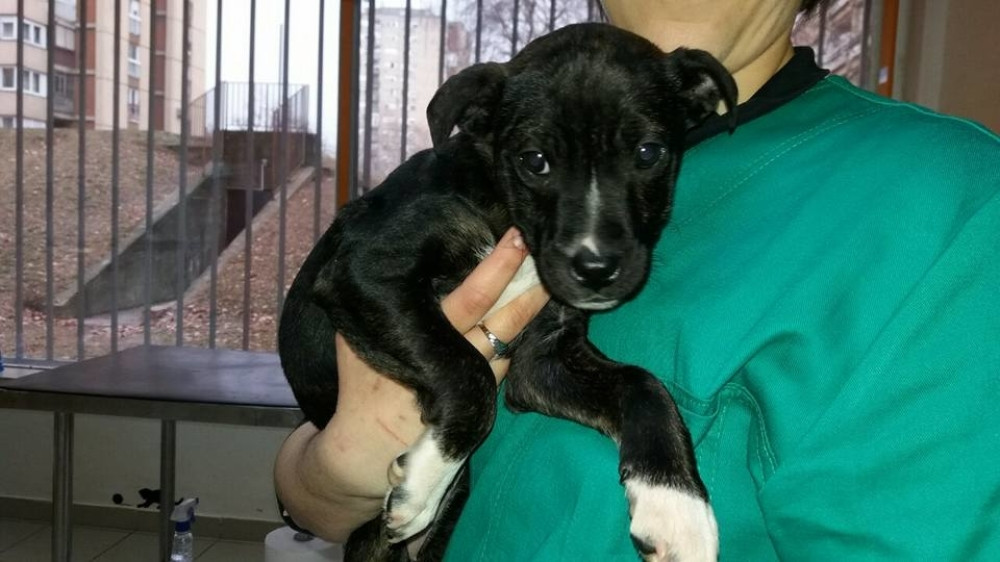 Izbacili zamotuljak iz auta, u njemu zacvilelo štene: Leni pronašla novu porodicu, pa ostala i bez nje, ali ovoj priči tu nije kraj (VIDEO)