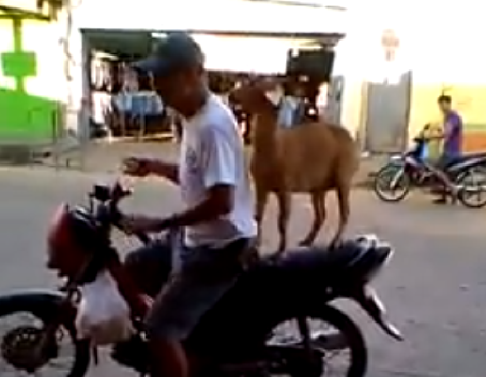 Stavio kozu na motor, pa krenuo u pekaru. Ljudi uključili kamere, ne veruju svojim očima