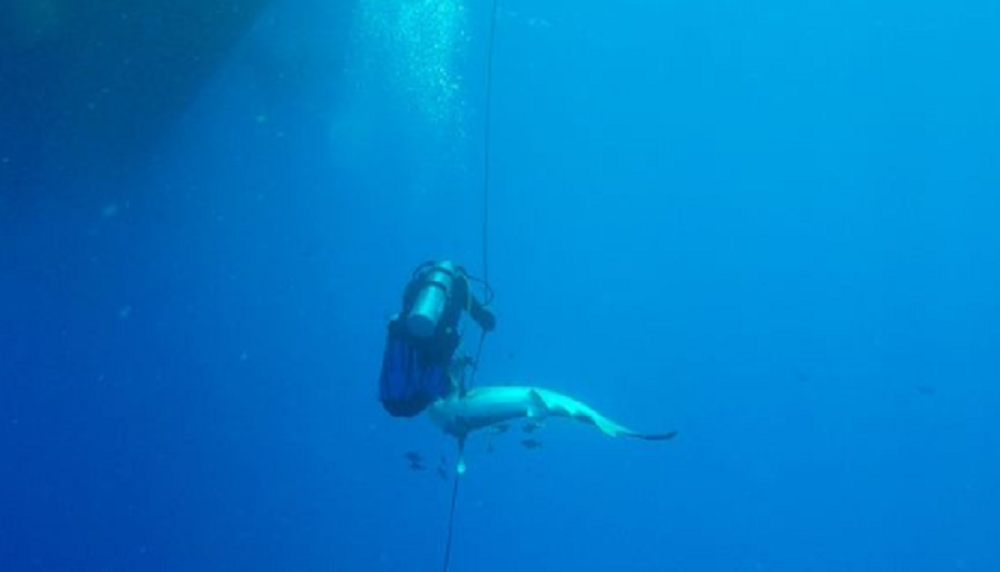 Ajkula napala plivača na 50 metara od plaže, preminuo posle KRVAVE BORBE!