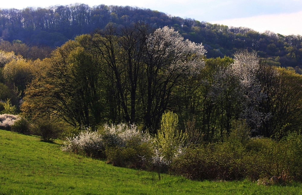 Poginuo tinejdžer (15)! Motorna testera mu PREREZALA VRAT! Policija zatekla oca i dedu na licu mesta! Bila je to HOROR scena!