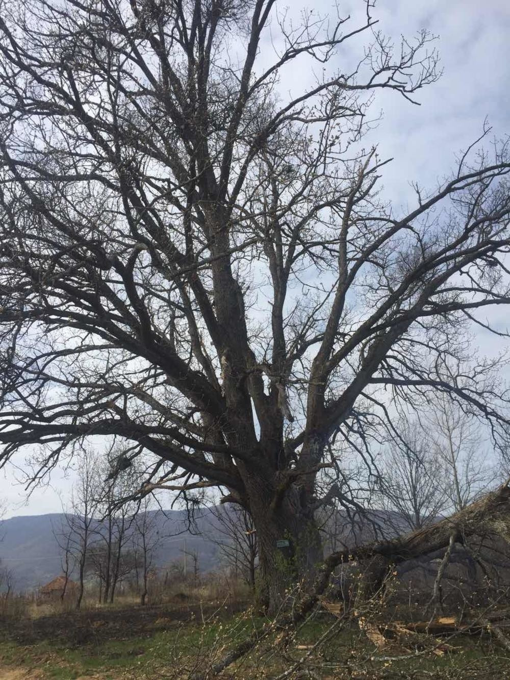 Meštani tri dana bezuspešno gase vatru, jedan probao da odseče granu, odmah su se UKOČILA RUKA! (VIDEO)