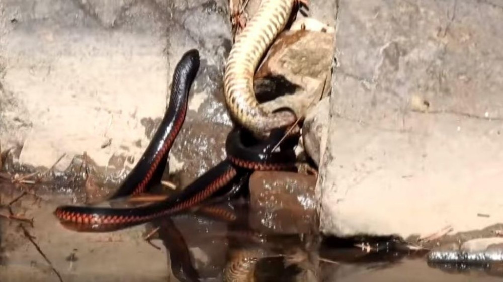 Masovna pojava gmizavaca u oktobru najavila zemljotrese