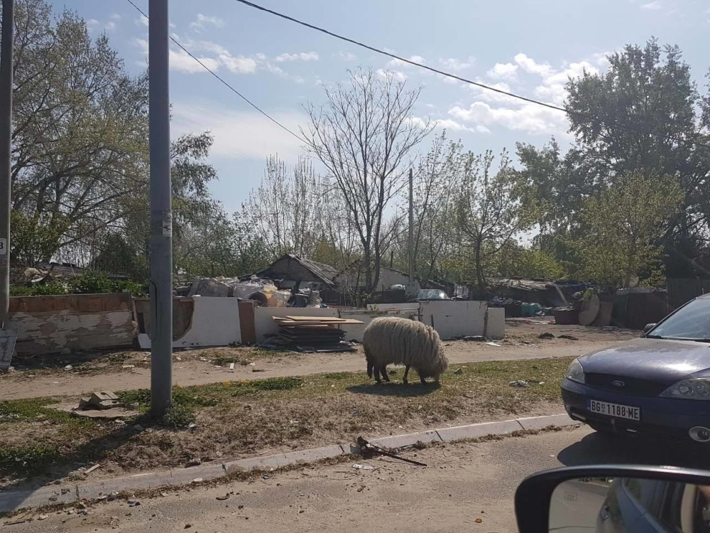 Ko je to u Bloku 70 krenuo na sunčanje? Džaba trljate oči, ono je što mislite da jeste  (FOTO)