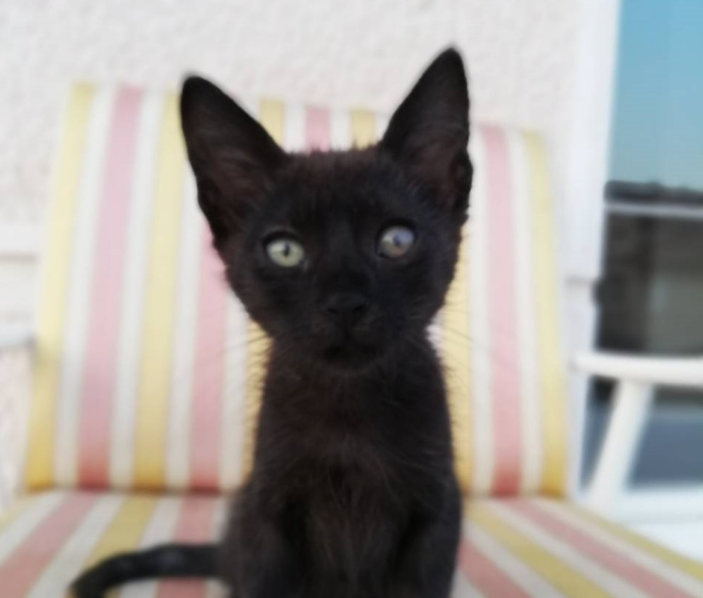 Mačak Boris je ostavljen da ugine na vrelom suncu, a onda mu se sreća osmehnula! Priča o njemu će vam istopiti srca!