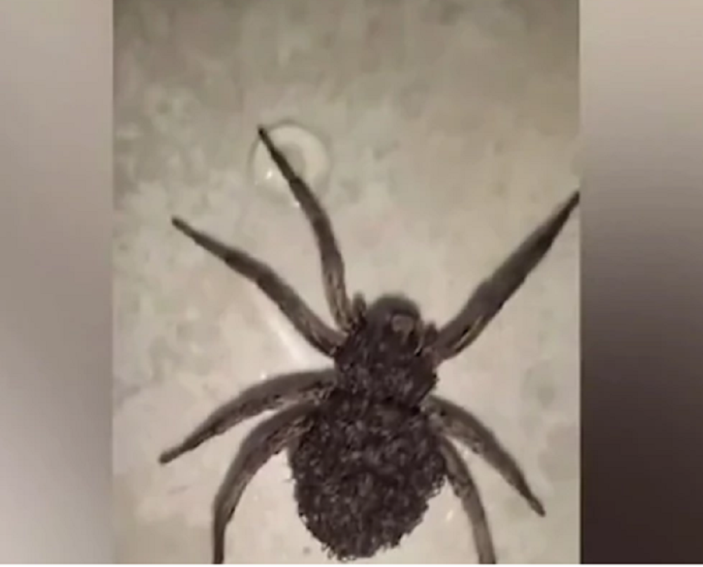 Završila je lebdeći u vazduhu, uhvaćena u očnjake monstruoznog pauka