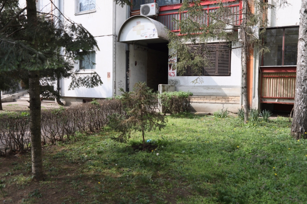 Tokom NAJEZDE divljih svinja na "blokove" NBGD-a, dešavale su se NEZAMISLIVE stvari. Nesrećne životinje zbrisale na OSTRVO glavom bez obzira!