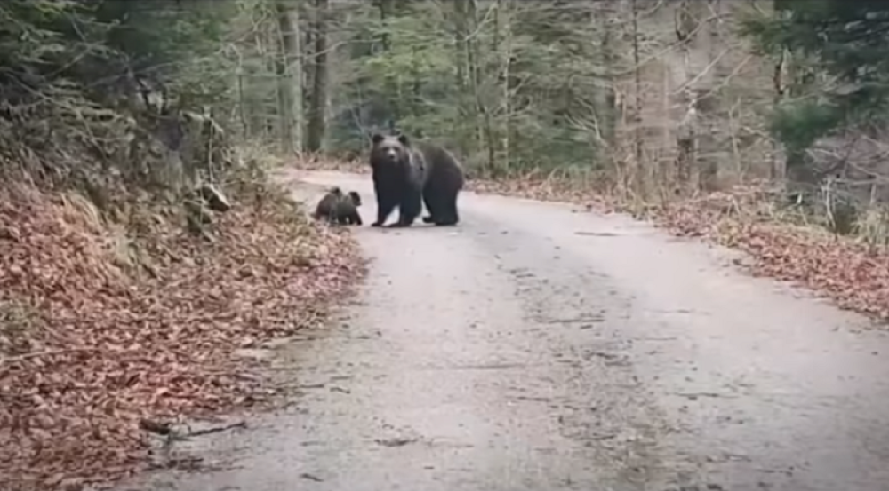 Medved napao Rusa, a on mu odgrizao jezik! Životinja pobegla, a jedna stvar nikom nije jasna! (UZNEMIRUJUĆ FOTO)