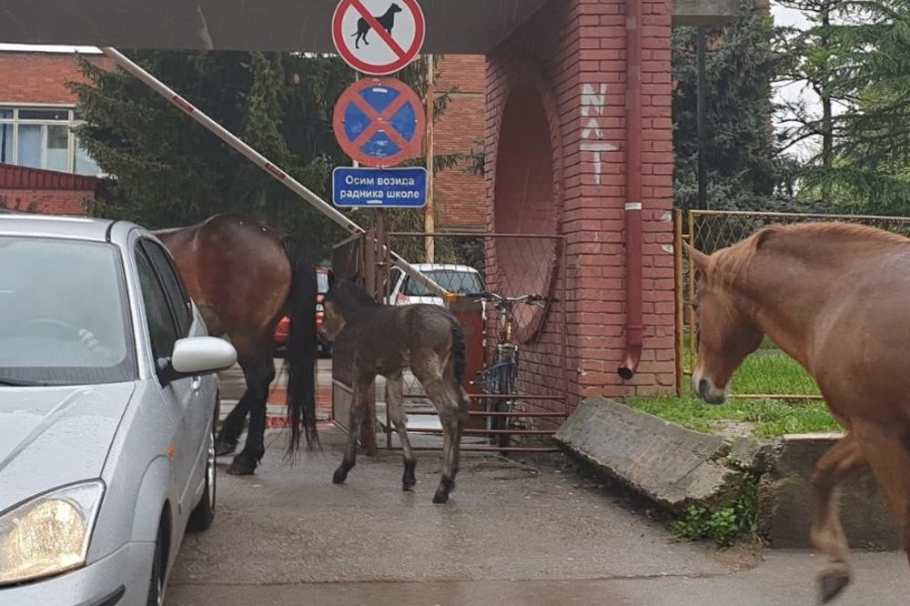 Konj, kobila i ždrebe lutali ulicama, pa krenuli U ŠKOLU! Vlasnik dotrčao da ih vrati u štalu, svi prepoznali GAZDU! (FOTO)
