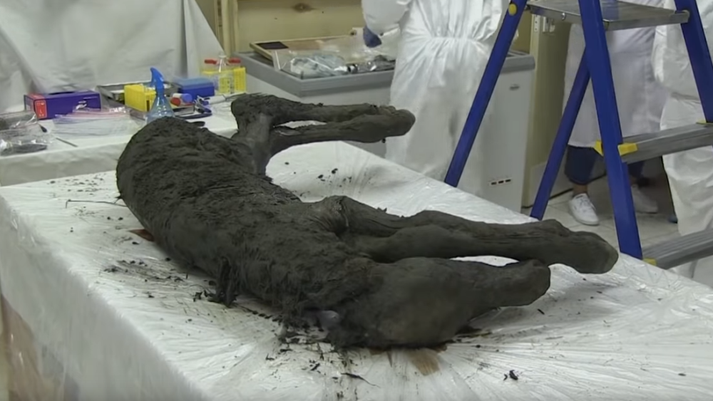 Ovo je tek početak: Naučnici oživljavaju životinju staru 42.000 godina (video)
