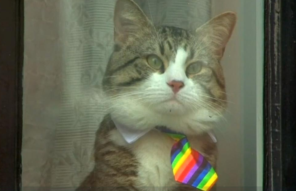 Gazdu su joj upravo uhapsili U AMBASADI, ali ju je sklonio na vreme, sumnja se da je OPASNA!