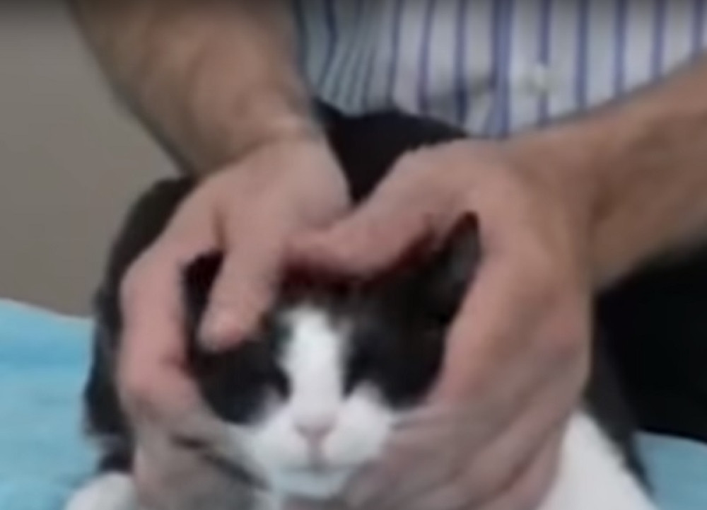 Saveti ovog veterinara su urnebesni! Spremite se da se nasmejete do suza (VIDEO)