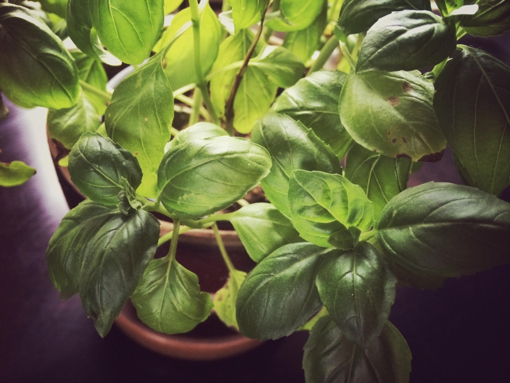 Dom koji ima ovu biljku ne može biti siromašan! Čuva zdravlje, reguliše stres i privlači novac!