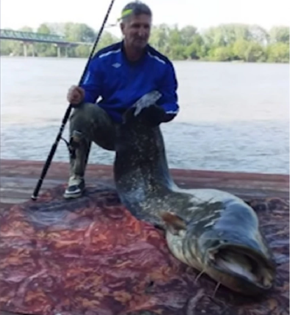 Ribolovci kod Obrenovca izvukli SOMČINU od preko dva metra! Kada su ga stavili na vagu uhvatili su se za glavu! (FOTO)