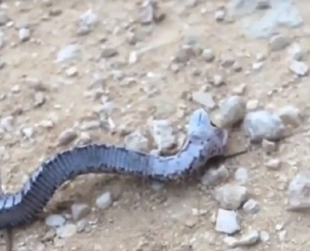 Čovek prilazi maloj zmiji a ona tada radi nešto zbog čega ćete pomislite da je reč o psu, a ne gmizavcu (VIDEO)