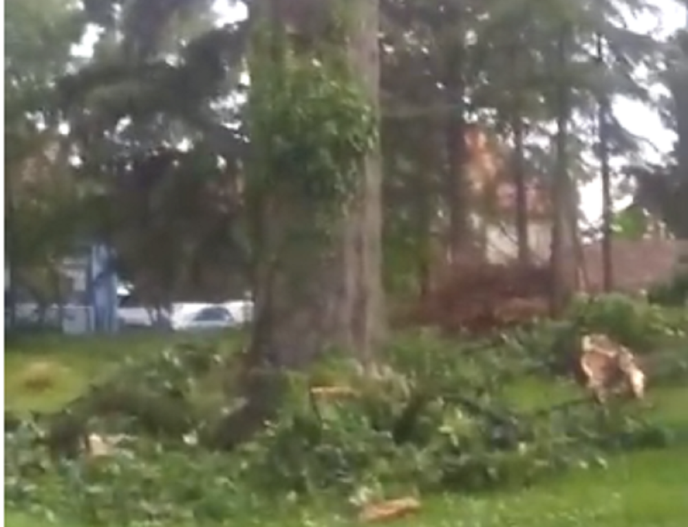 Grom je udario u hrast porodice Mitrović, a ono što su posle pronašli u drvetu promenilo im je život!