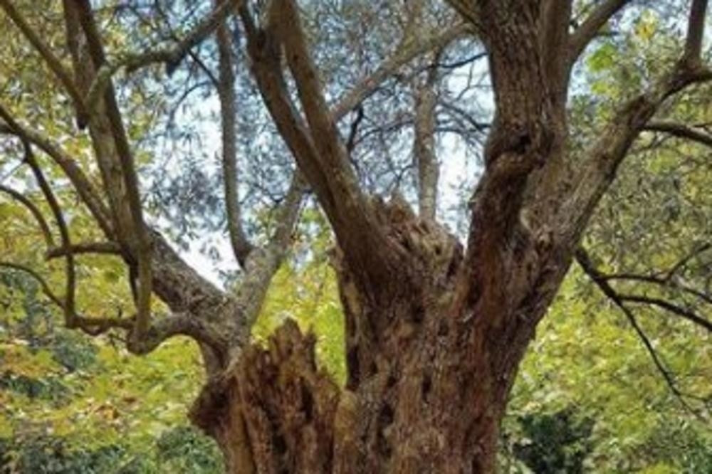 Zasadio ga je car Dušan, Srbi mu se mole i čudesno je! (FOTO)