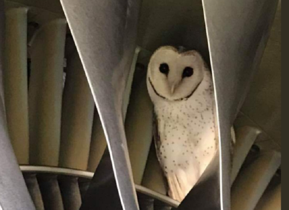 Sova se zavukla tamo gde je niko nije očekivao, umalo da izazove TRAGEDIJU! (FOTO)