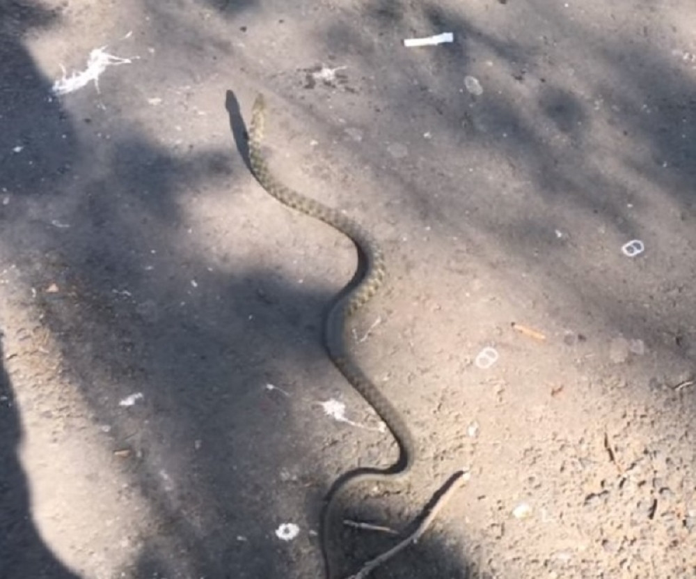 Ogromna zmija preplašila prolaznike na Zemunskom keju (VIDEO)