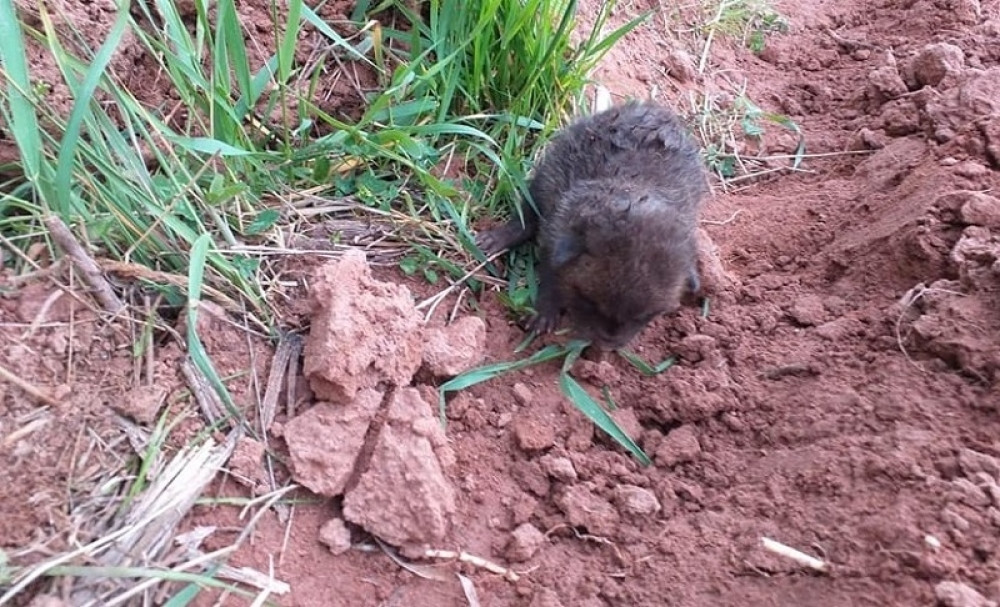 Zemljoradnik Budimir naleteo na čudno živo biće... Mnogi su se zapitali šta je ovo? (FOTO)