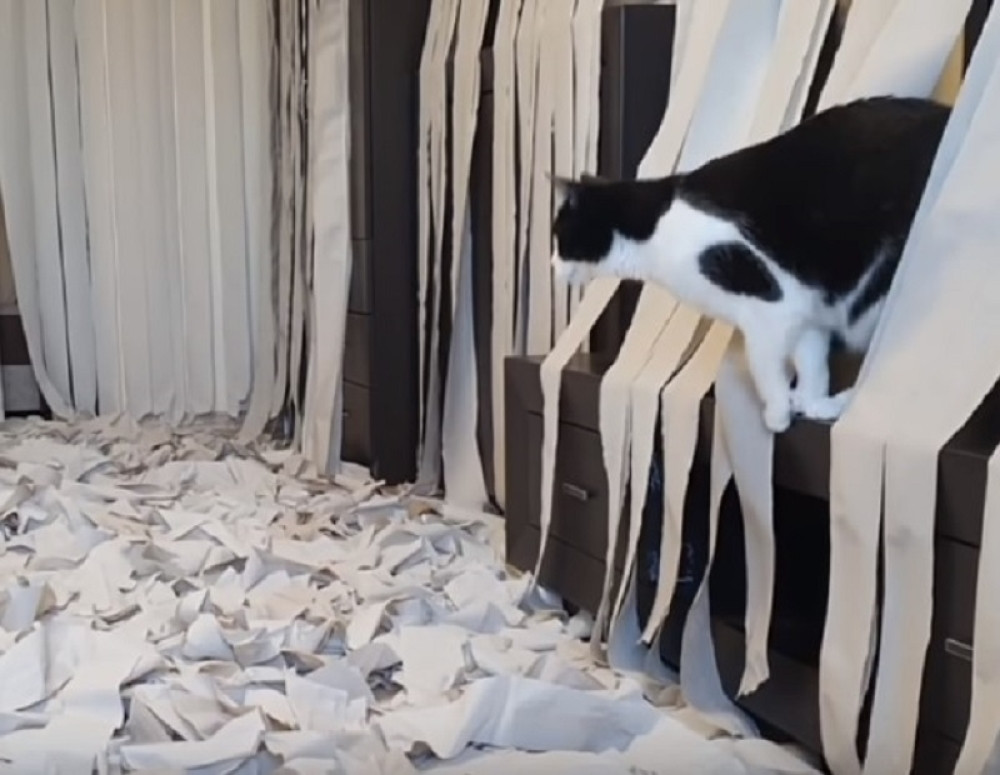 Šta se dogodi kada pustite mačku u sobu punu toalet papira (VIDEO)