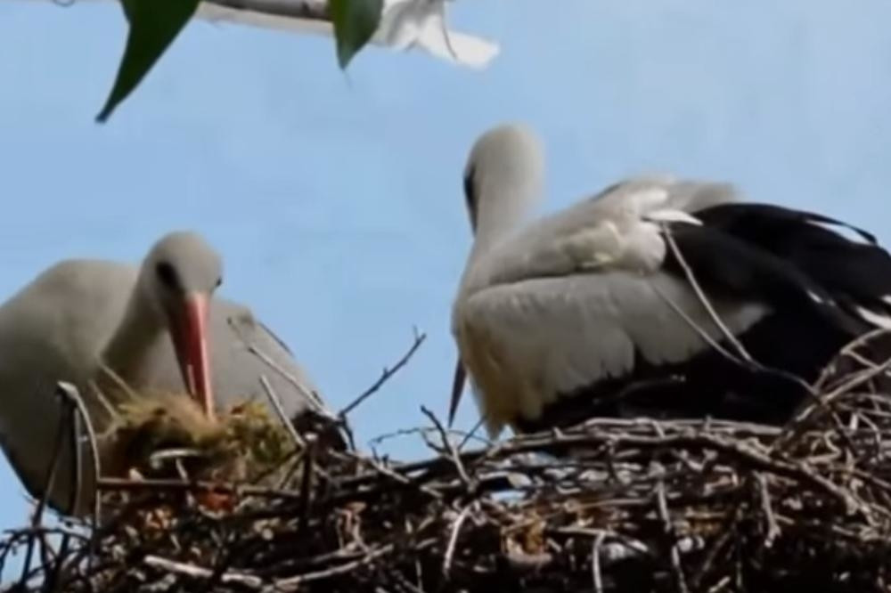 Došao da pozdravi Malenu poslednji put, legao i izdahnuo!