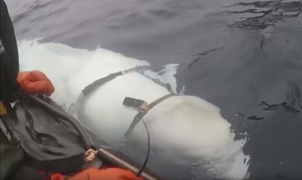 Kod obale Norveške pronađen džinovski sisar sa špijunskom opremom! (VIDEO)