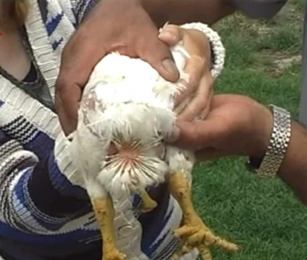 Ispililo se pile sa tri noge kod Kikinde! Veterinari dali stručno objašnjenje (VIDEO)