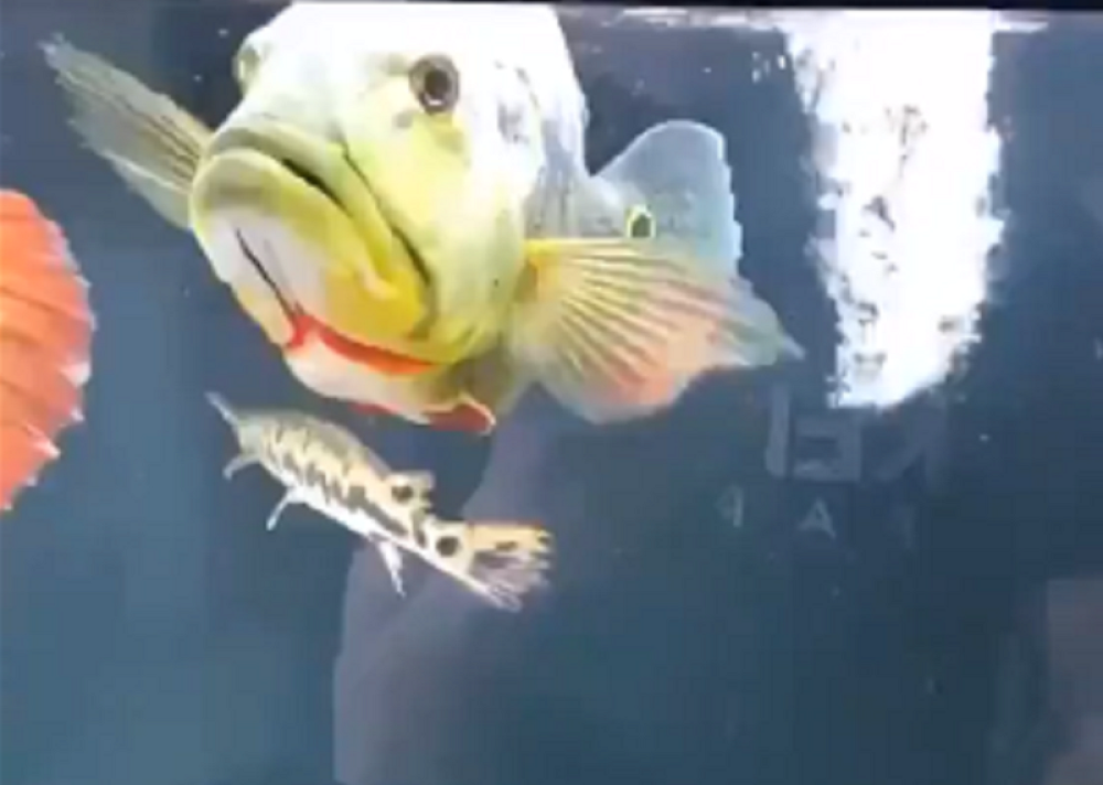 Potez ove ribice ćete svima prepričavati! Šta to ona zna... (VIDEO)