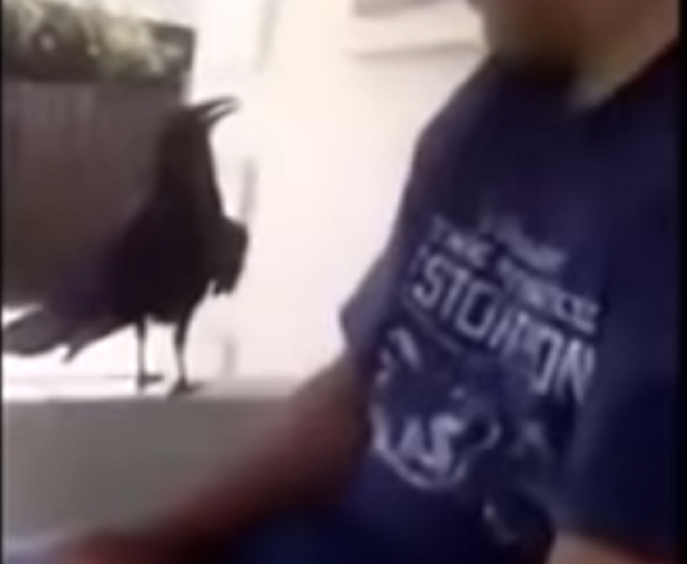 Obratio se gavranu, a on mu uzvratio psovkom i dobro ga nasmejao!