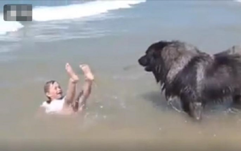 Pas je pomislio da je devojčica u opasnosti, a zbog njegove reakcije gore društvene mreže! (VIDEO)