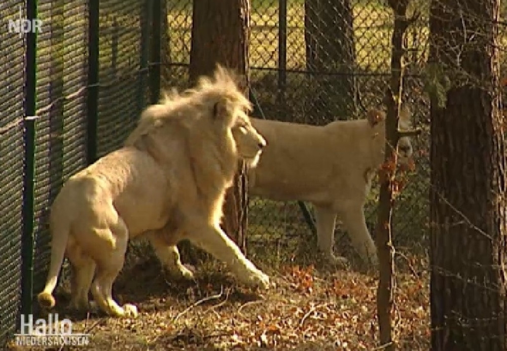 Drevni lav bio je veličine mačke, ali je imao zube od kojih je strahovala cela prašuma (VIDEO)
