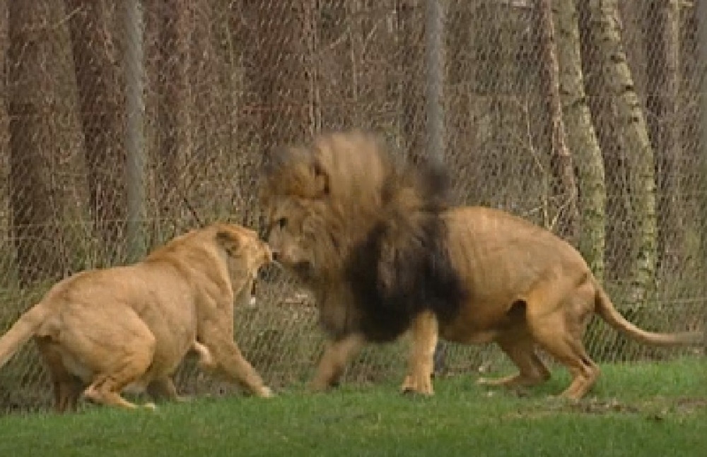 Lavovi napali čuvara (24)! Čeljusti životinja se zarivali u ruke, noge, grudi... (FOTO)