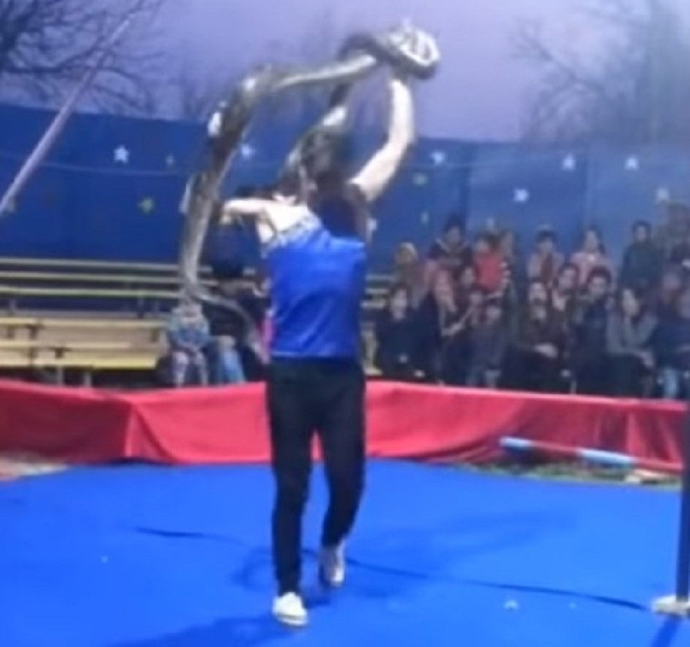 Zmija zadavila mladića dok je izvodio tačku, publika mislila da je to deo repertoara (VIDEO)