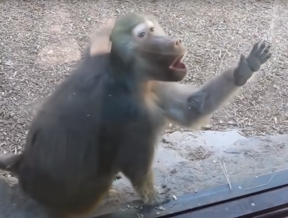 Majmun alkoholičar ubio čoveka i ranio 250 ljudi, krenuo u pokolj nakon što su mu presušile zalihe! (FOTO)