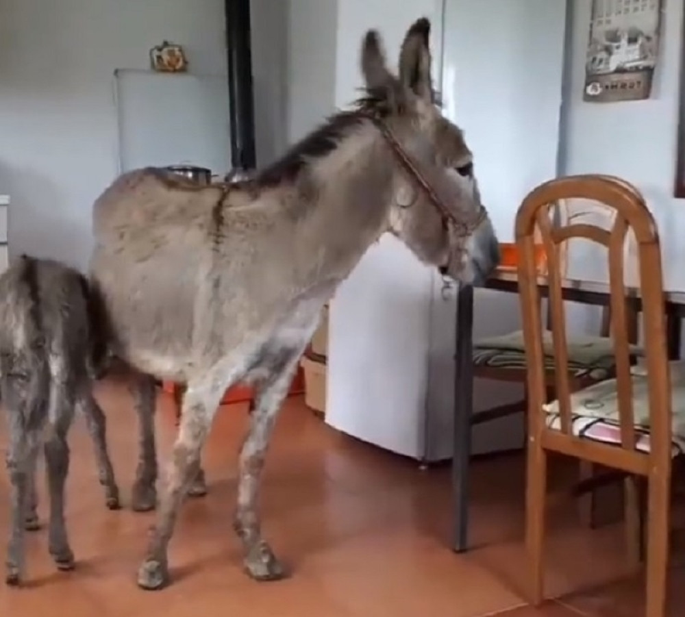Domaćica napravila vanilice, a onda su se pojavili neočekivani gosti (VIDEO)
