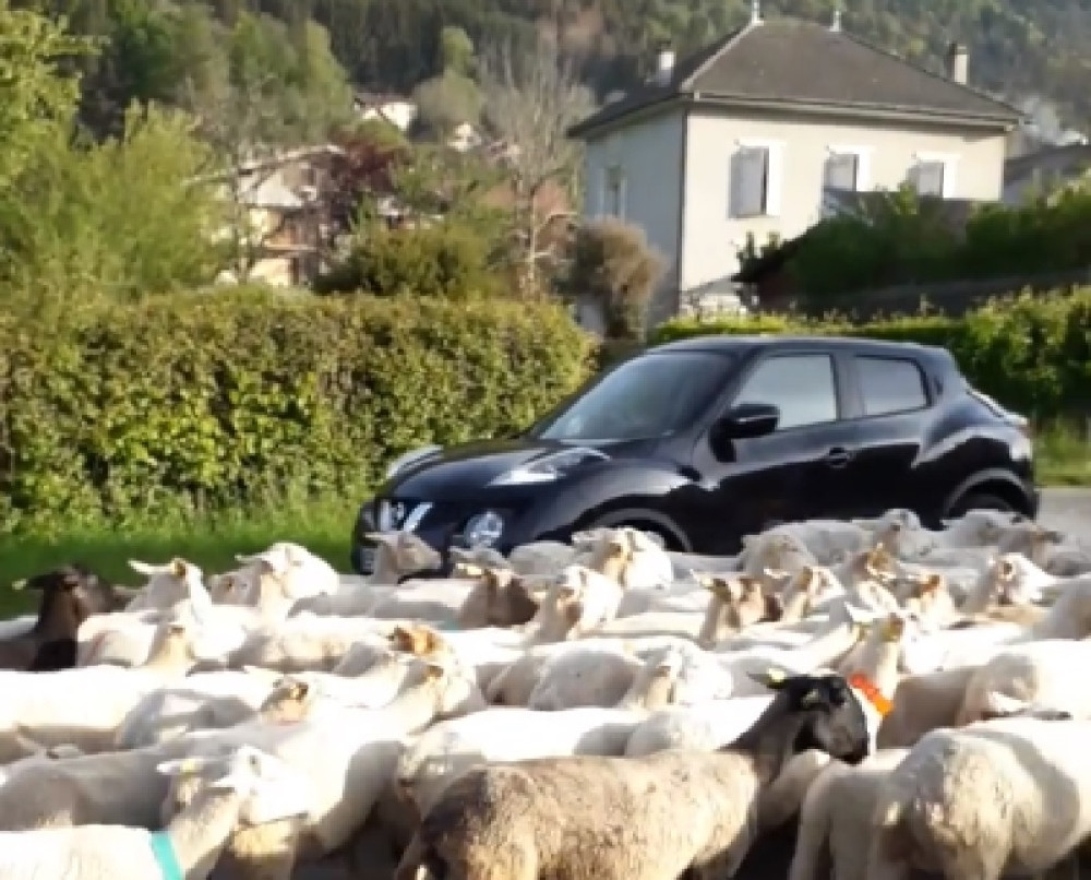 Ova škola je bila pred zatvaranjem, veterinar upisao 15 ovaca: "Sad će morati da otvore još jedno odeljenje" (VIDEO)
