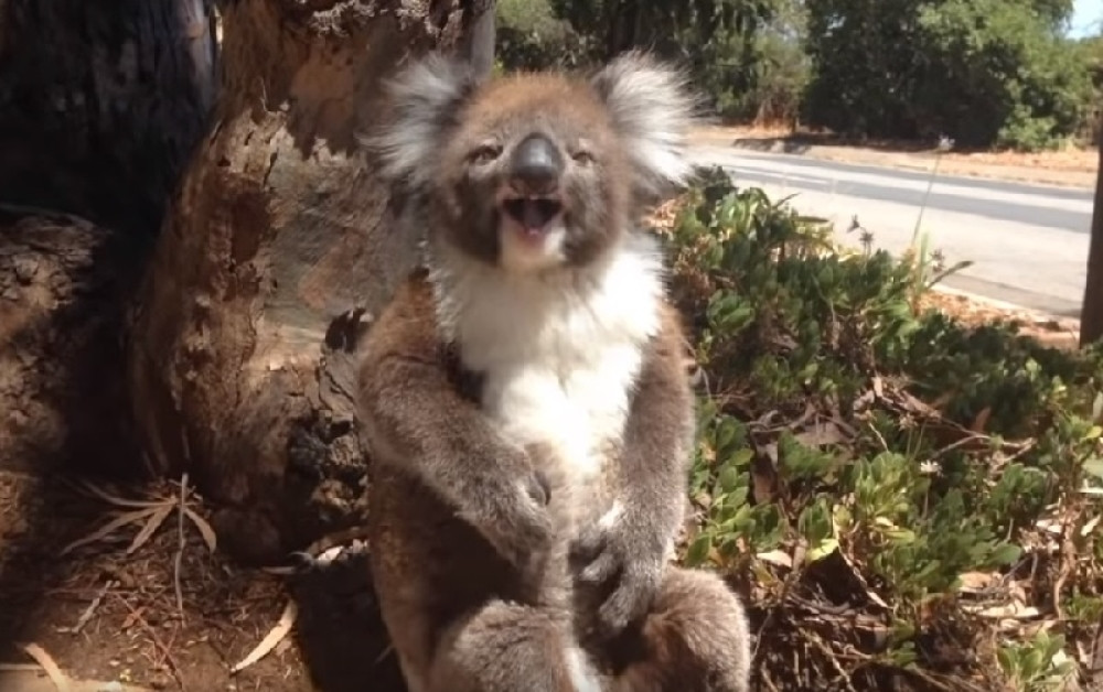 Na kraju snimka će vam biti čak malo i žao! Ali dotle... PADANJE OD SMEHA! (VIDEO)