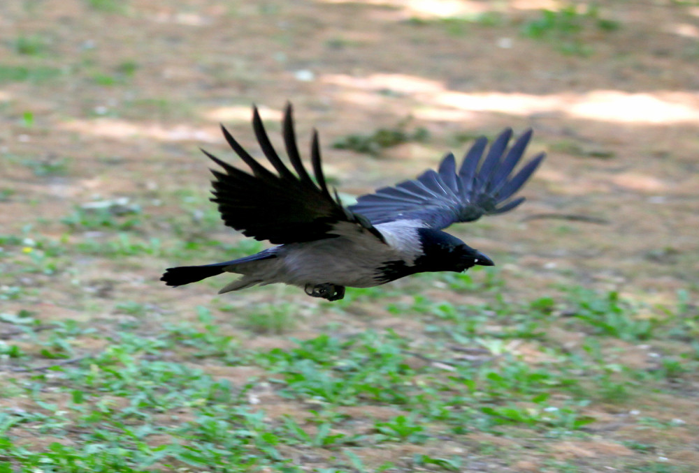 Građani, budite na oprezu! Vrane haraju Beogradom