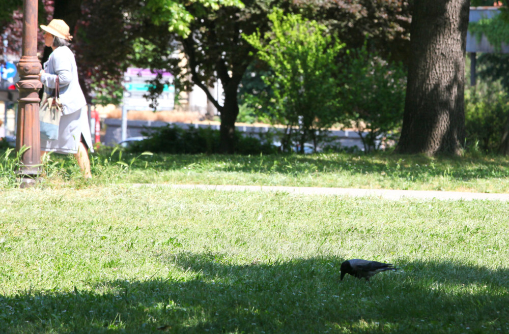 Vrane sve više napadaju Beograđane! U ovim delovima grada se posebno čuvajte, a najbolje je da se zaštitite na sledeći način