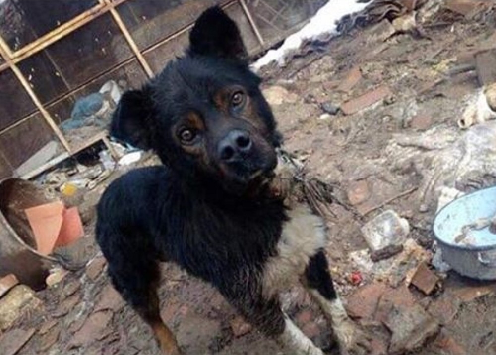 Nema rep, odaziva se na ime Benson, ako ga vidite OBAVEZNO KONTAKTIRAJTE na jedan od priloženih brojeva