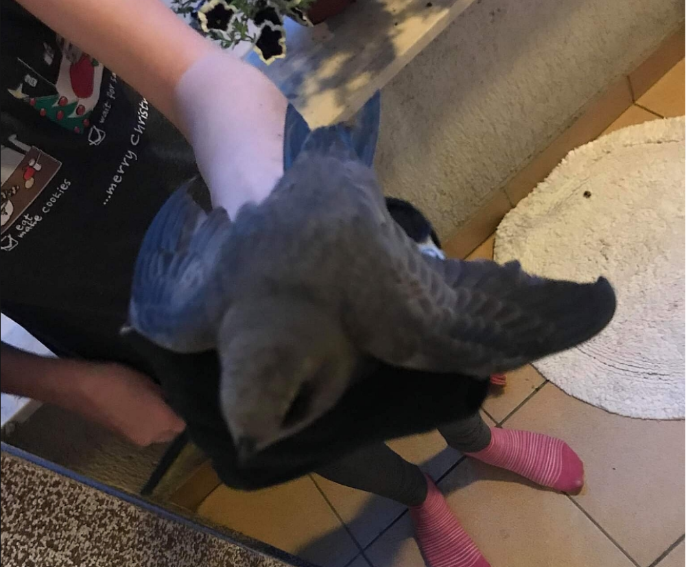 Pronalaze ih iznemogle na sve strane! Ako nađete ovu pticu NIKAKO je ne mazite! Odmah prijavite nadležnima i OVO uradite!